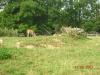 tierpark_0005