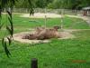 tierpark_0015